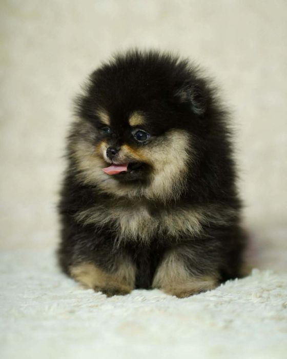 Pomeranian piesek