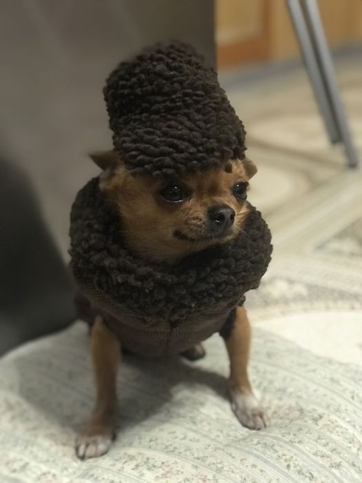 Продам,чіхуахуа .