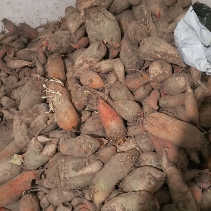 Продам кормовий буряк,мілку картоплю