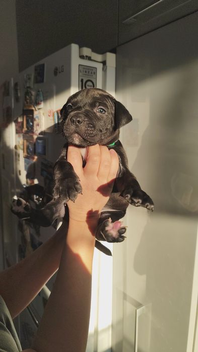 Amstaff  American staffordshire terier Amstaff suka pies