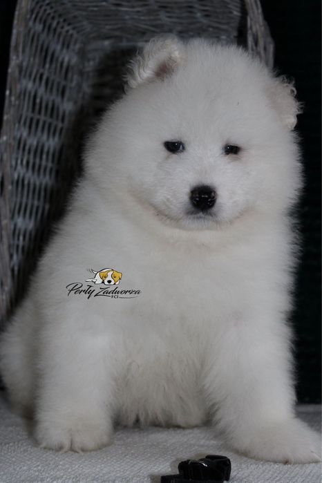 Piesek Samoyed *ZKwP FCI*