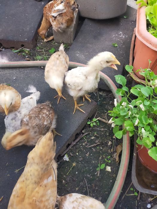Vendo pintos alimentados com alimentação biológica