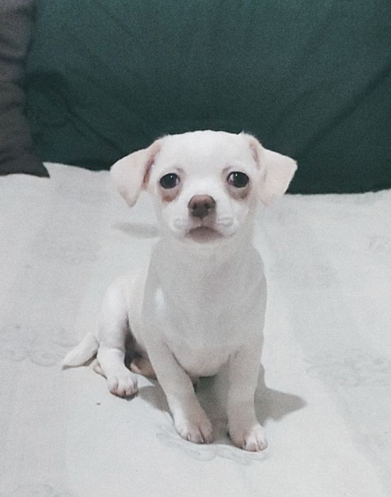 Красотка чихуахуа, стандарт