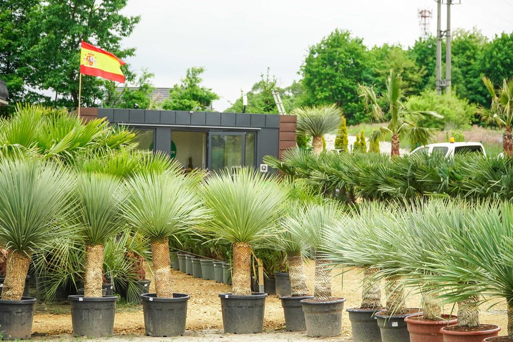 Yucca Rostrata - egzotyczna roślina MROZOODPORNA / juka, palma