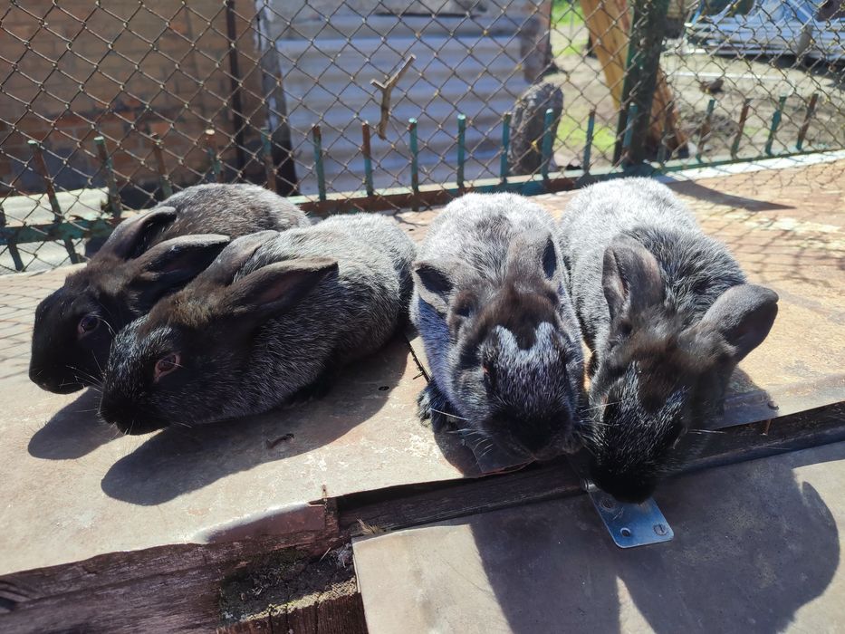 Кролики Полтавське срібло та інші