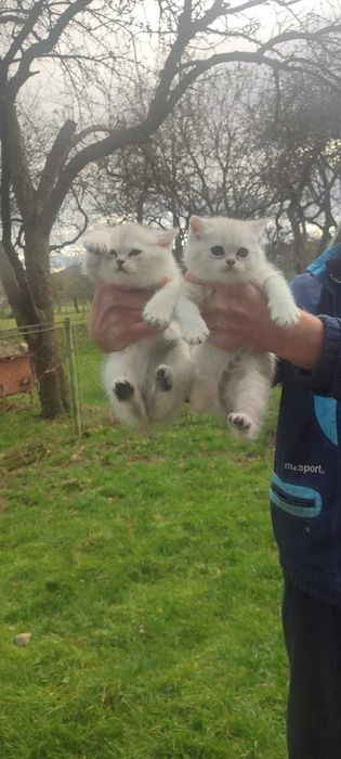 Котенята британської шиншили