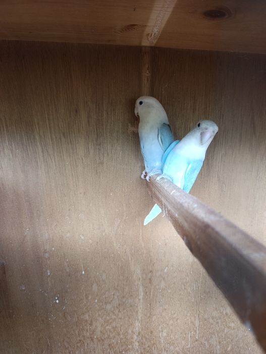 Agapórnis Roseicolis