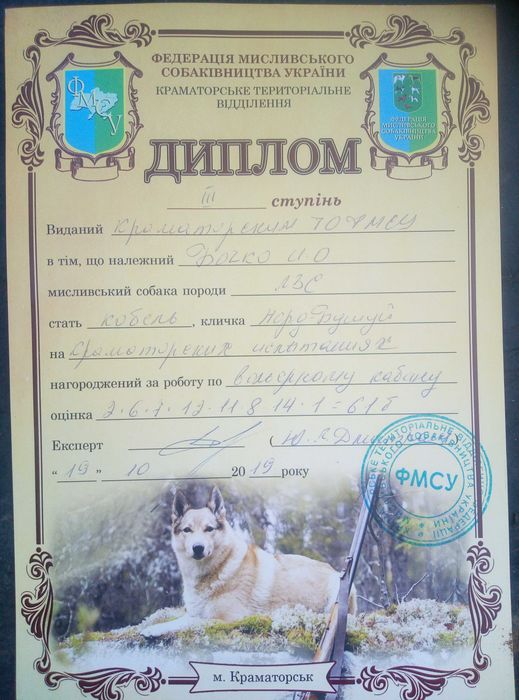 Продам робочого кобель  ЗСЛ.