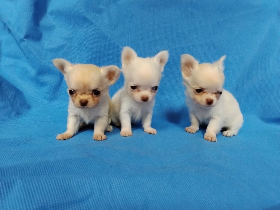 Śliczna  bardzo malunia.  chihuahua. Piesek