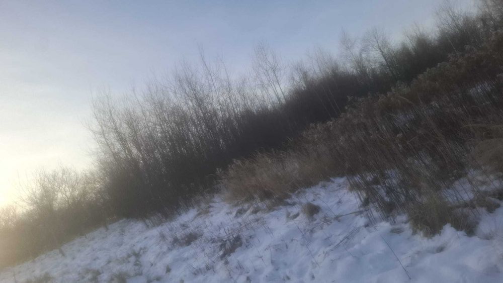 Więżba Energetyczna na pniu liściaste pellet zrębki Drewno drzewo