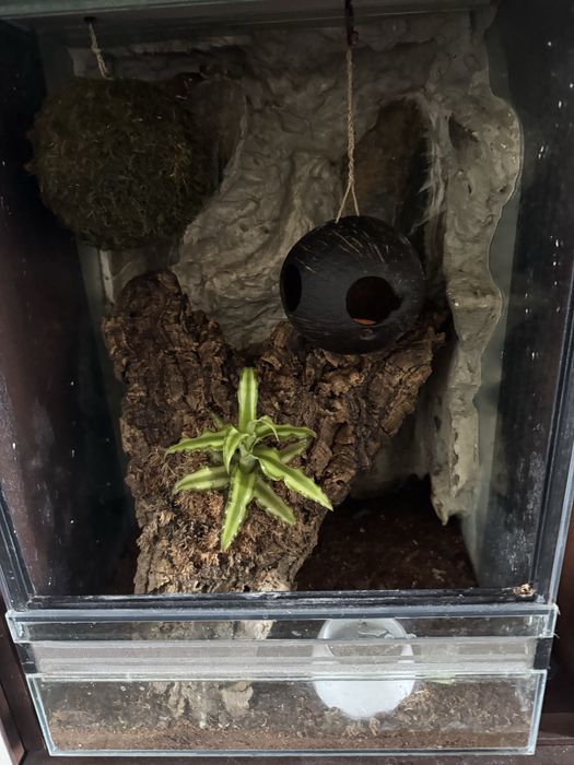 Dwa gekony orzęsione + terrarium
