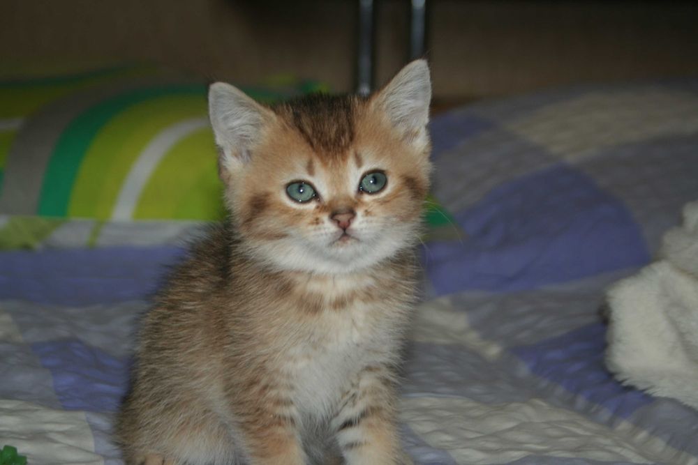 Скоттіш страйт коточок-муркотунчик