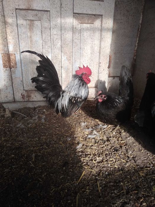 Куры породы Шабо