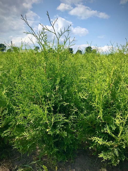 WIOSENNA PROMOCJA !! Tuja Tuje Brabant 160-170 cm Sadzenie