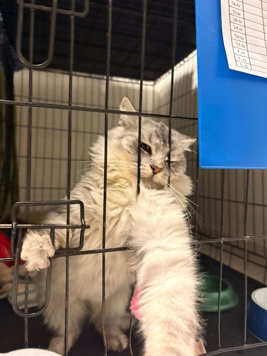 Pieszczoszka Chanel szuka domu