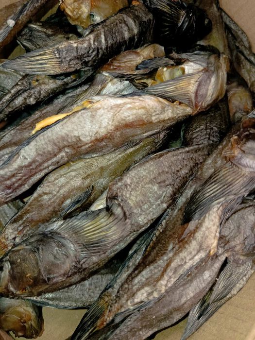 Бичок балтійський