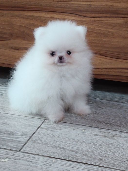 Pomeranian piesek ,po rodzicach z FCI