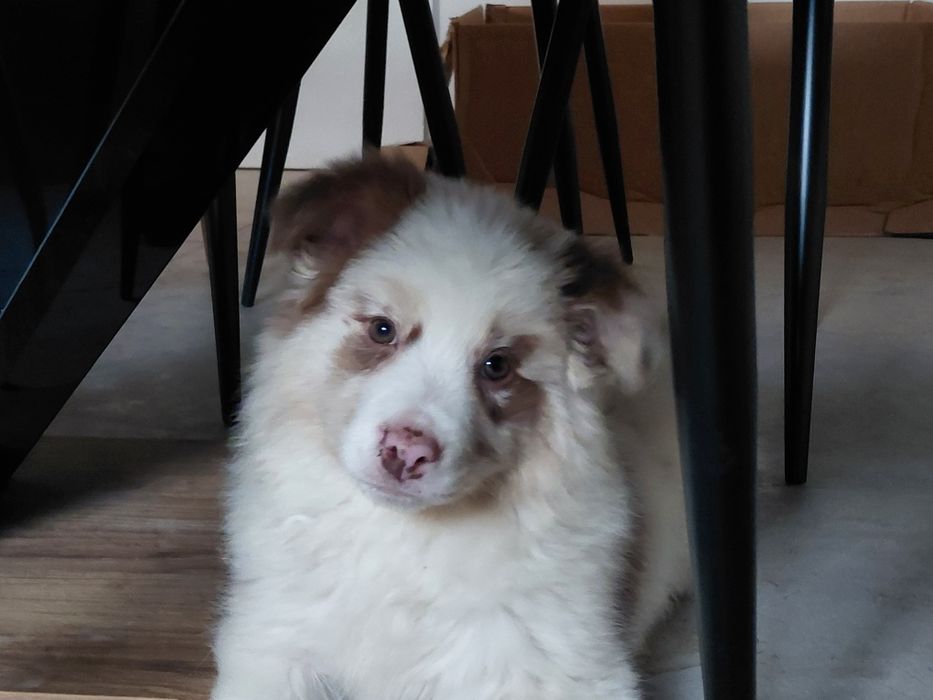 Border collie suczka fci zkwp