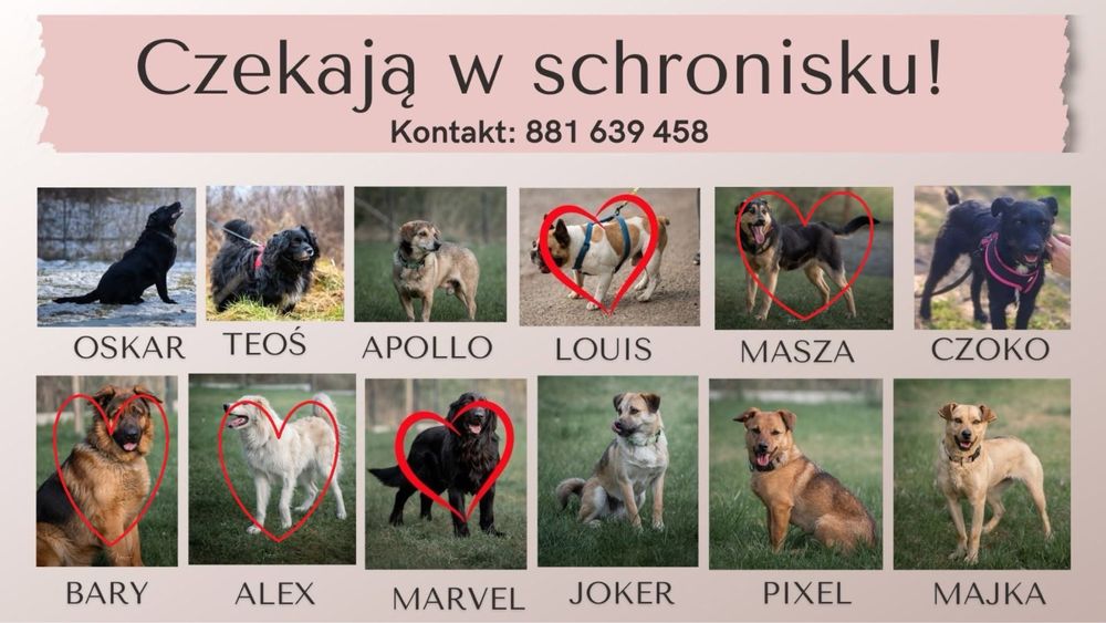 PSY DO ADOPCJI – czekają na dom