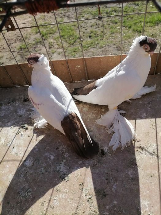 Krymki białostockie czerwone