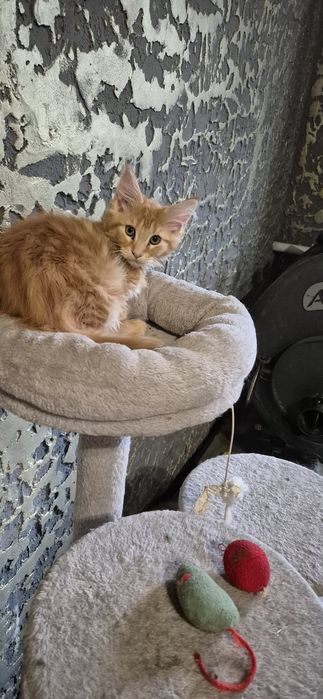 Кошенята Мейн кун