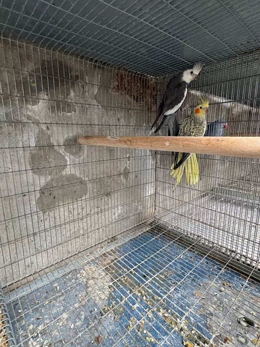 Para ceder dois casais reprodutores de caturras
