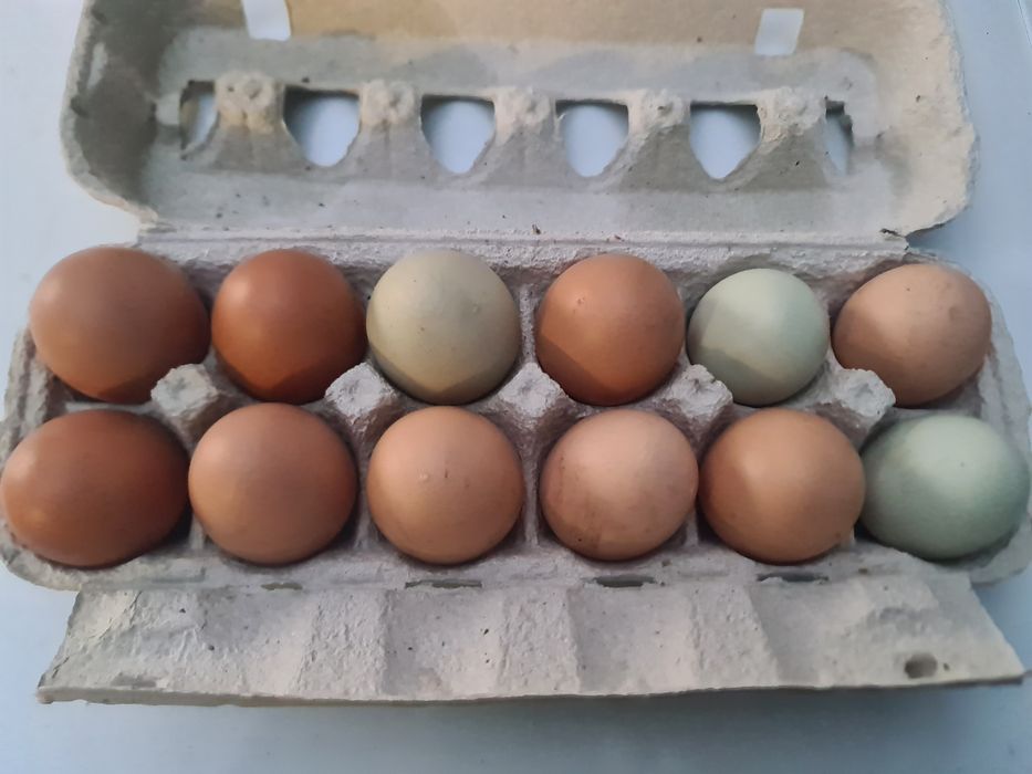 Ovos Frescos de Galinhas Criadas ao Ar Livre – Várias Cores