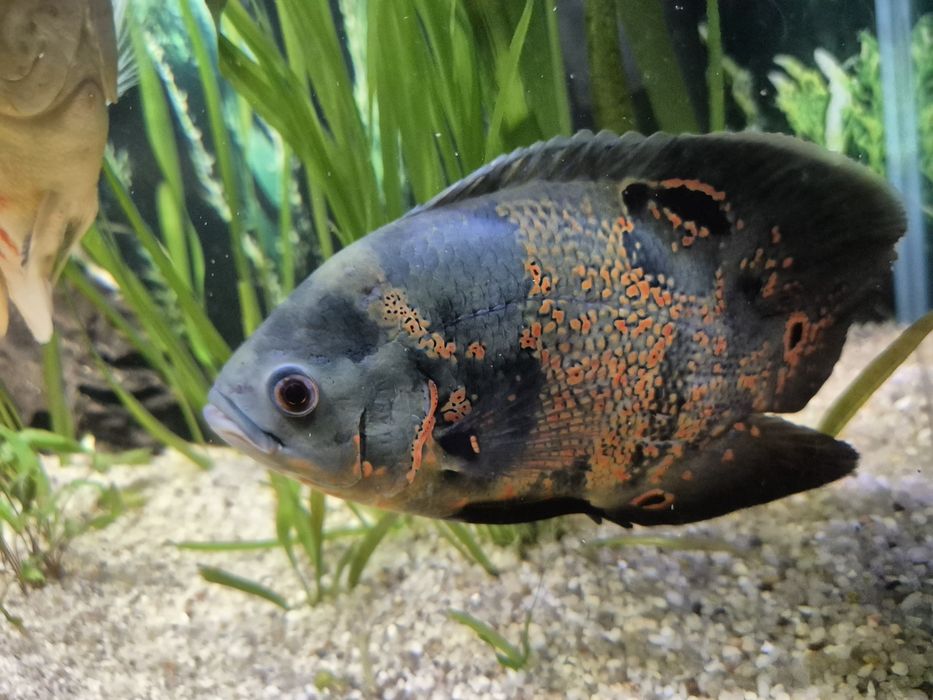 Pawiooka Red Tiger