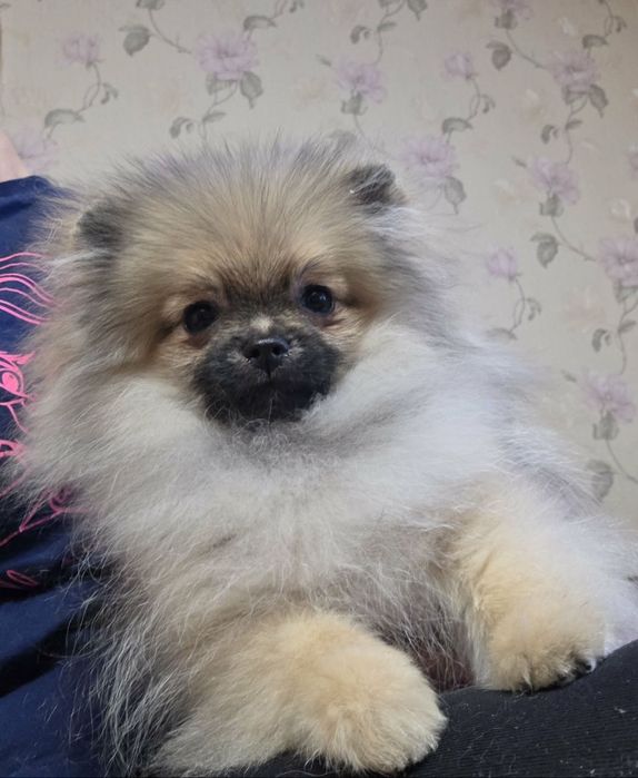 Лялькові ведмедики.