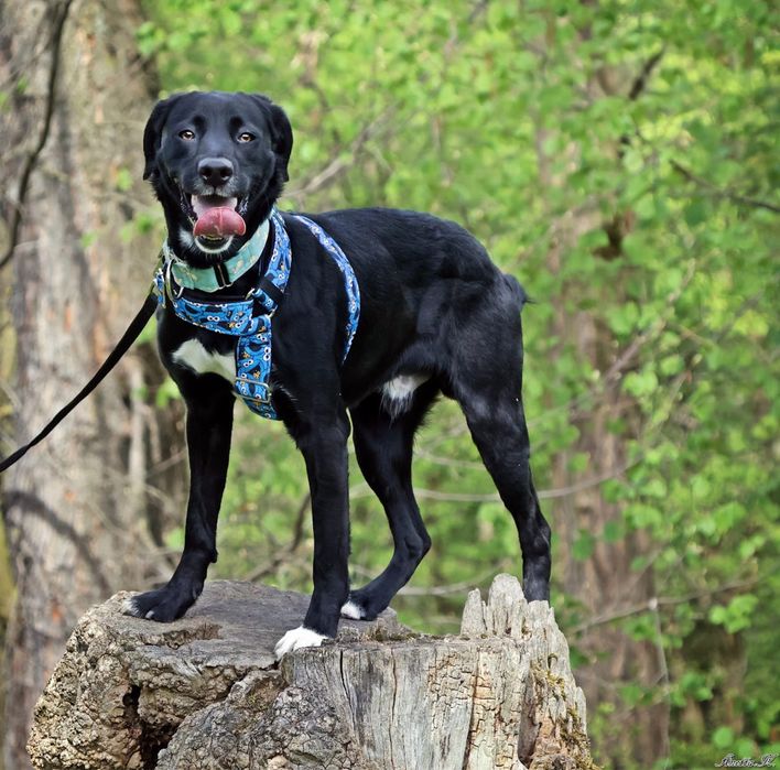 MAJLO | super aktywny, wesoły i przyjaźnie nastawiony ala labrador