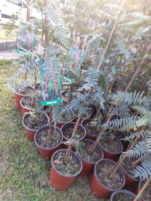 Árvores Ornamentais e de Jardim