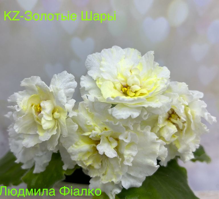 Дітки і стартери сортових фіалочок