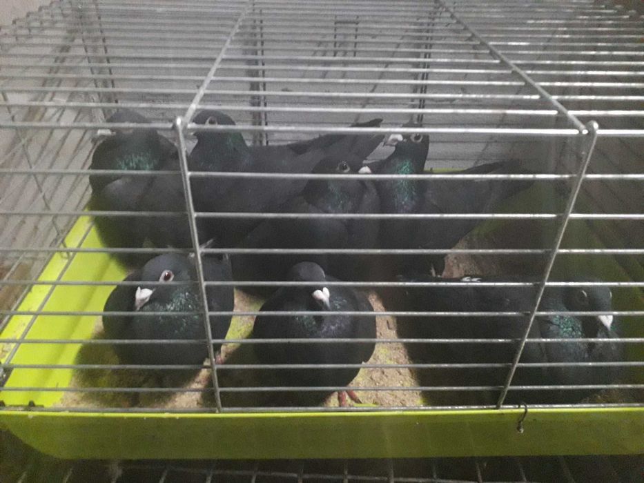 Gołębie pocztowe obroczkowan czarne