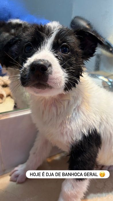 Cachorros para adoção responsavel