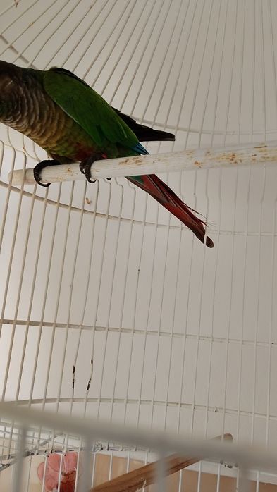 Piriquito Pirrura Macho