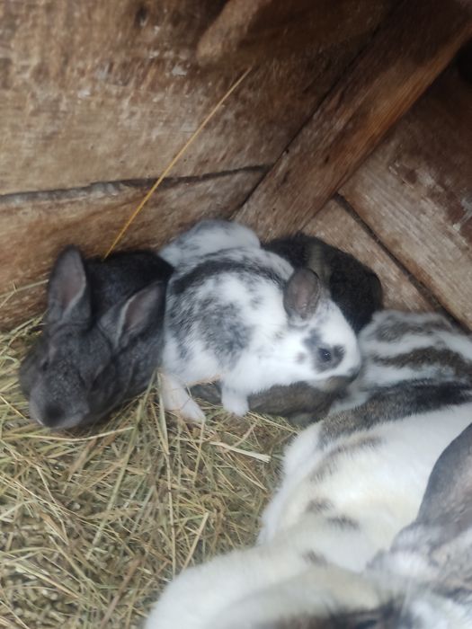 Продам кроленят,тушки м'яса