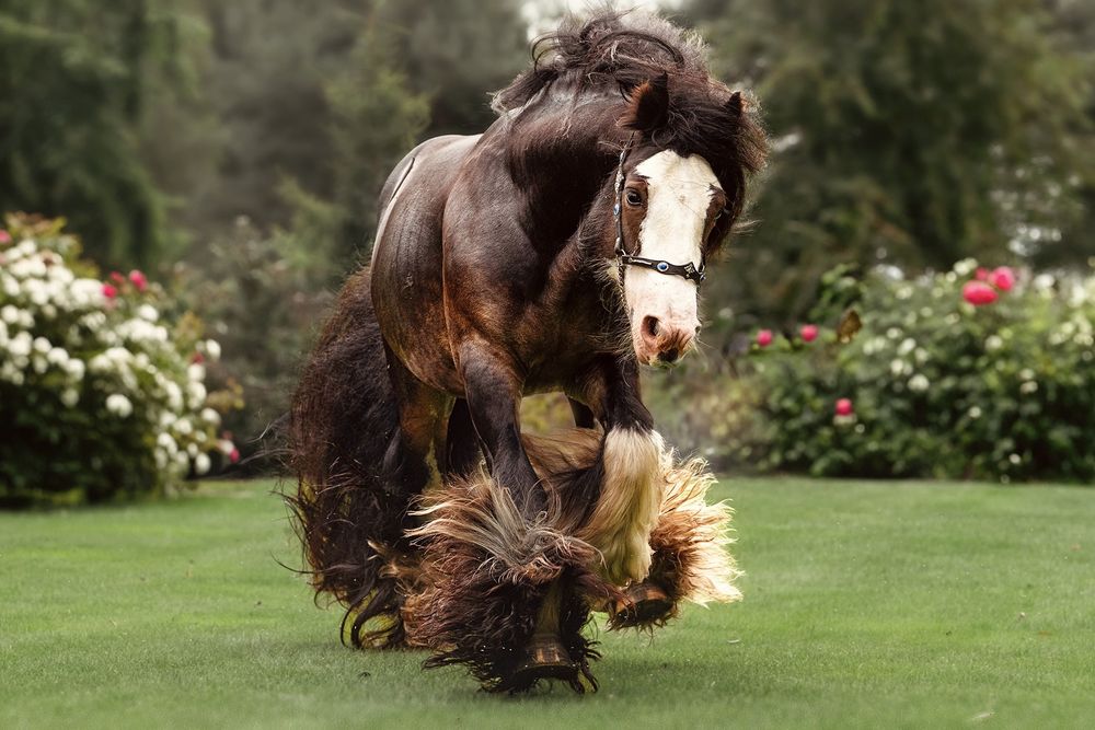 Gypsy Cob/źrebięta/dobrostan/zdrowe.