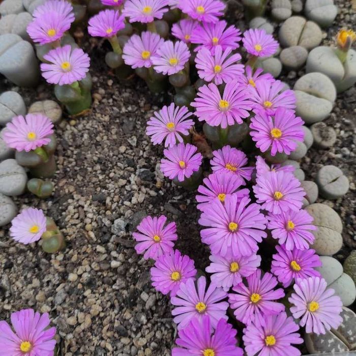 Насіння літопси 54 вида литопсы, литопс, живые камни, Lithops