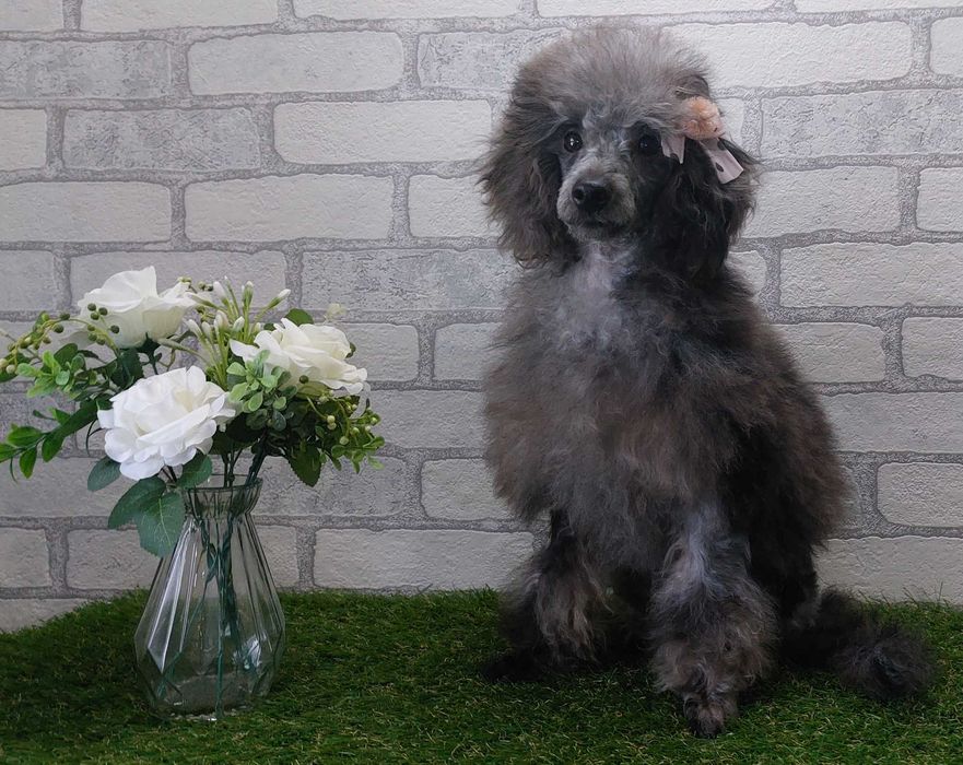 Мраморная (МЕРЛЕ) девочка пудель