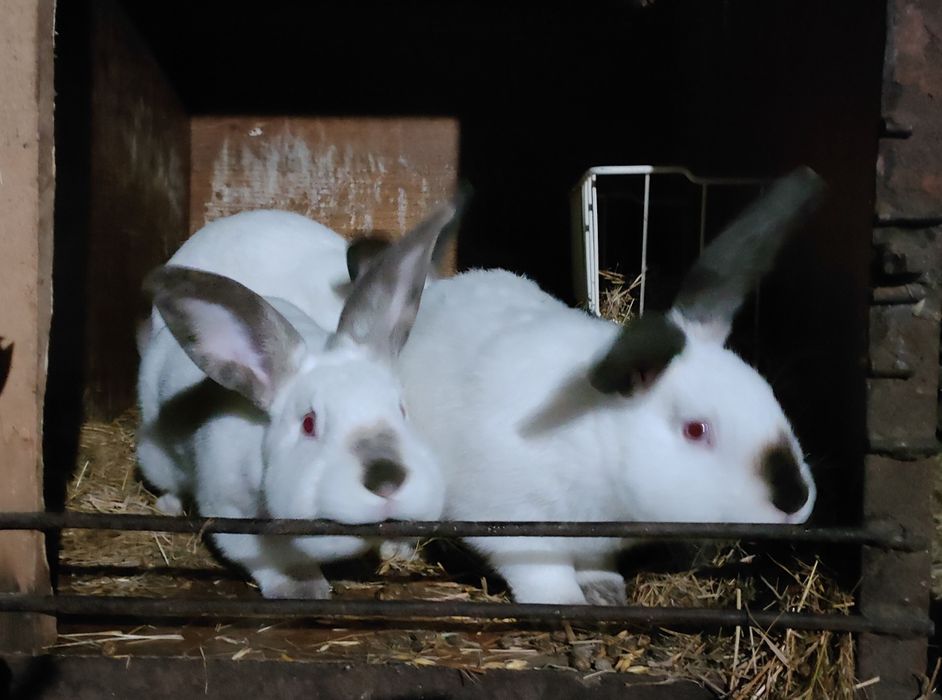 Króliki Kalifornijskie