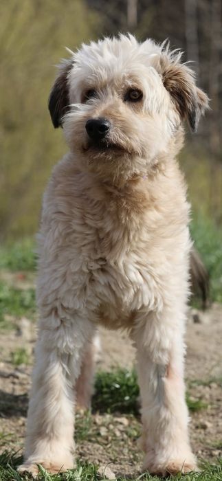 Piękny samiec do adopcji 14kg