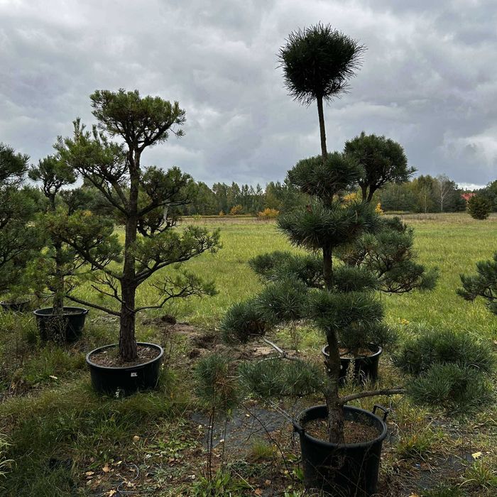 Drzewka Bonsai Niwaki / Sosny – egzemplarze od ogrodnika-pasjonata
