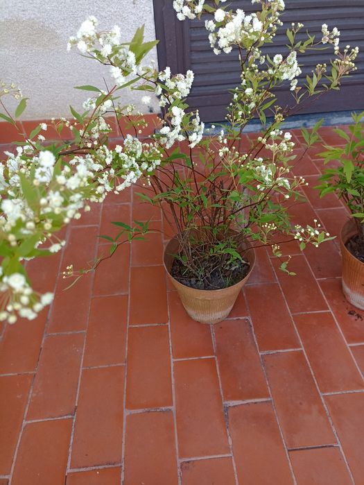 Plantas - Ivónimo e Aspíria