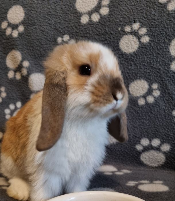 Królik baranek mini lop