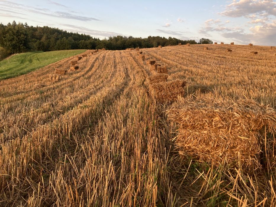 Kostki słomy na sprzedaż