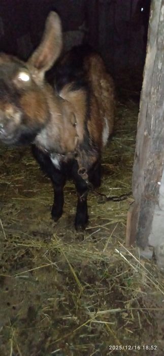 Продам альпо-нубійського козлика