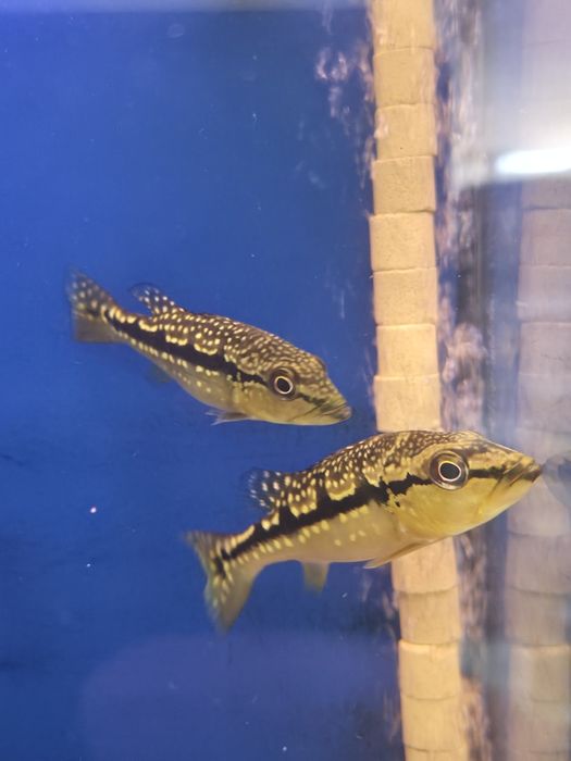 Tucunaré AZUL (Cichla Piquiti)