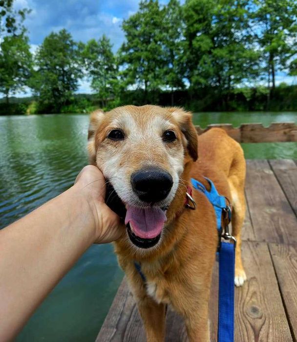 Winnie - wesoły odkrywca poleca się do adopcji.