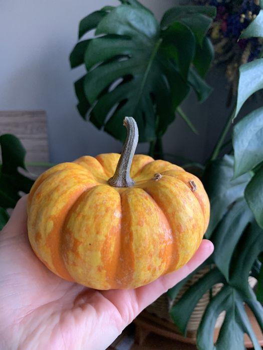 Насіння декоративних гарбузів