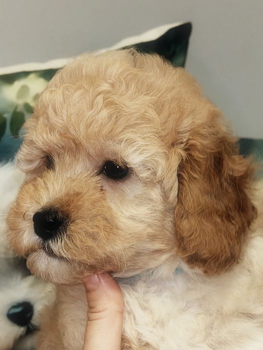 Śliczny piesek Maltipoo